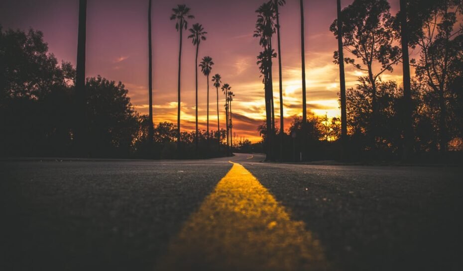 palm tree sunset palm tree sunset