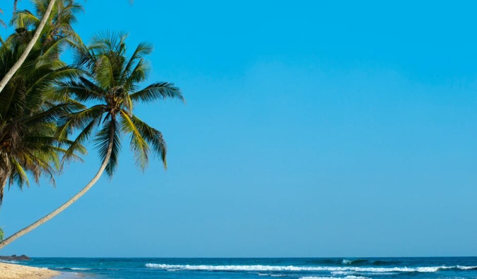 palm tree on beach