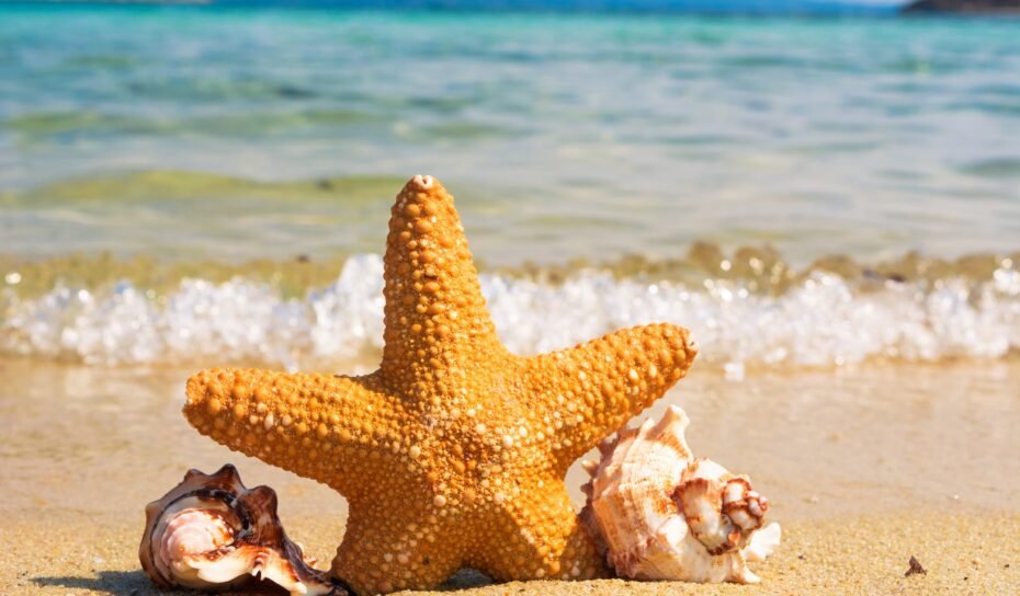 starfish shell starfish shell