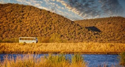 safari tour operator driving a bus safari tour operator driving a bus in Mokolodi game reserve in Botswana